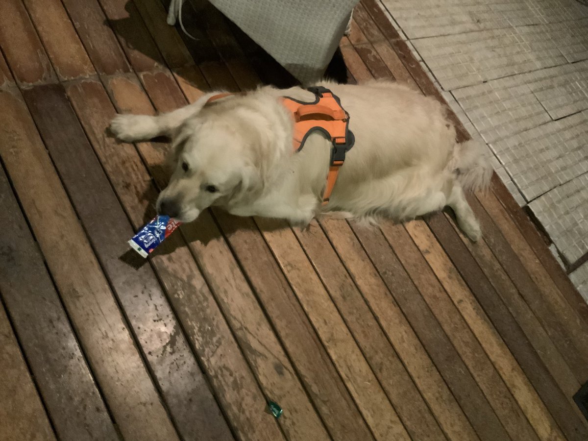 bacio_the's tweet photo. Won’t let you brush poppa! https://t.co/5xnZI1wMTU