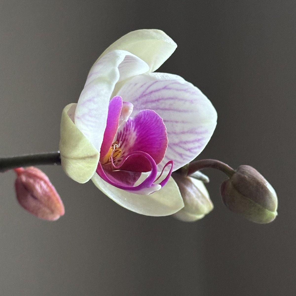 HWilkins1's tweet photo. So pretty

#flowers #beautiful #muskoka https://t.co/eAKnvJ4376