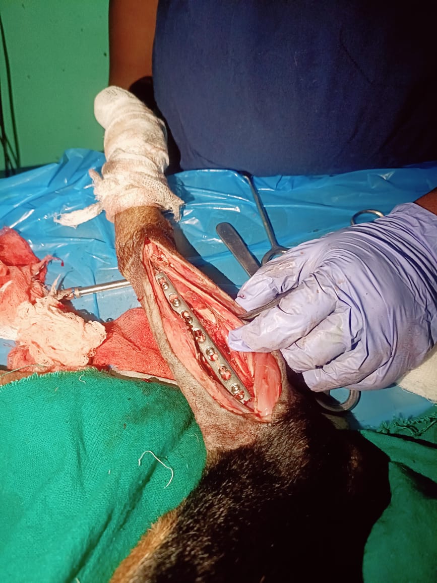 Fracture fixation by application of LCP and locking screws for midshaft transverse fracture of radius and ulna in a 10 year old doberman under GA by Vets of Nabarangapur 
<a href="/CMO_Odisha/">CMO Odisha</a> @farddept <a href="/dahvsodisha/">Directorate of AH&VS Odisha</a> <a href="/MoSarkar5T/">MoSarkar 5T</a>