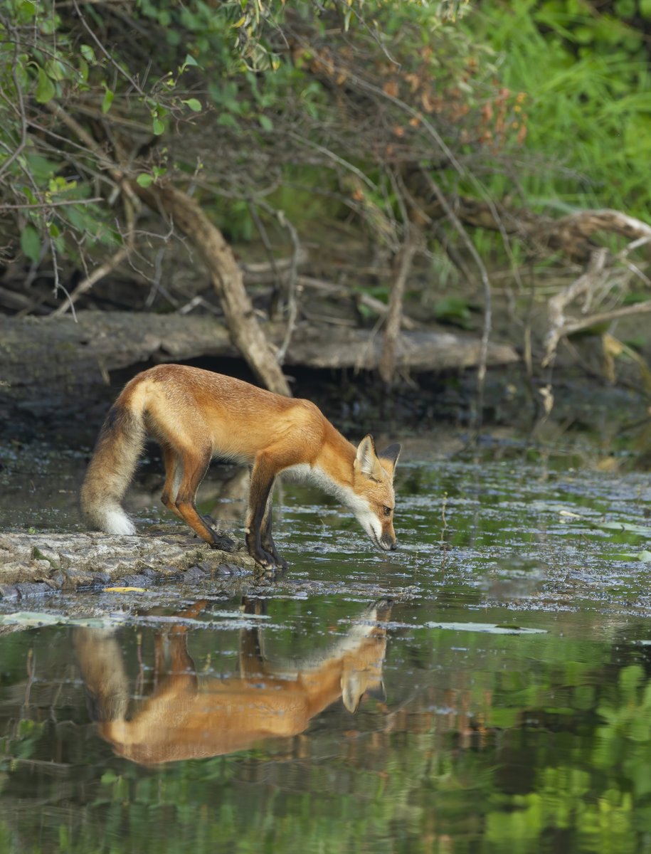 A gorgeous photo of a #redfox taken by supporter and wildlife photographer Sam Stull.
Sometimes it helps to stop and admire the beauty of a wild and free animal in order for us to keep going and be motivated 🦊
#CompassionOverKilling #NHCART #ProtectWildlife