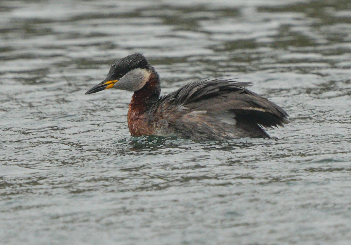 A miserable wet morning got brightened with these cracking if distant views of a very smart red necked grebe. #BirdsSeenIn2024 #TwitterNatureCommunity #TwitterNaturePhotography #BirdsOfTwitter