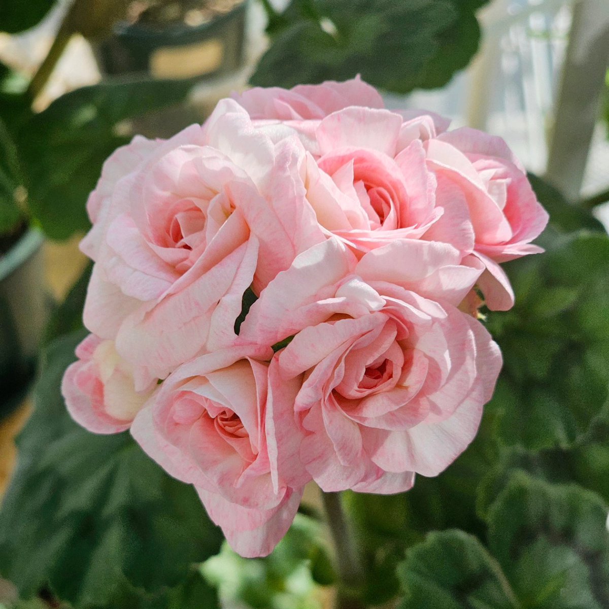 제라늄 활짝 피기 시작🌸🌸