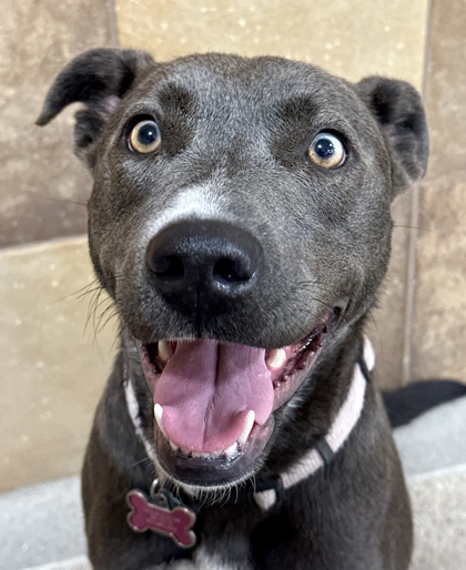 Sectoral heterochromia 👀 in dogs refers to two or more colors in the same iris! What we are saying is that Bella might seem like your average lab mix, but she so much more than meets the eye 😍 Come down to PetSmart on Hulen and take a gander 👁️🧚🤸‍♀️ #petsmartcharities #fwacc