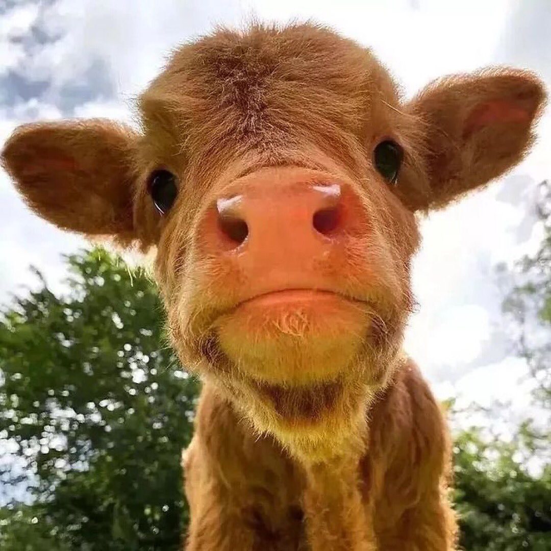 Cowlover12344's tweet photo. cows_lovers_of_insta Cute little baby 🐮 , , https://t.co/YUe7PzcArd