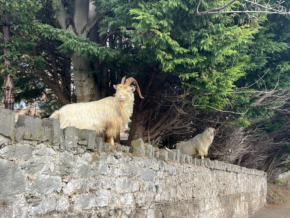 rommari's tweet photo. The goats of Llandudno, north Wales π΄σ §σ ’σ ·σ ¬σ ³σ Ώ
#llandudnogoats #goatsofllandudno @DPMariJones https://t.co/JaepbecTV1