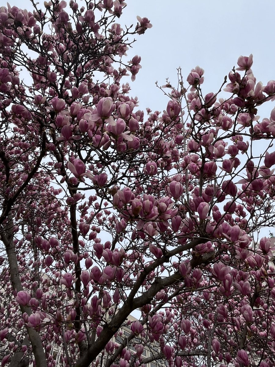 The Saucer magnolias aka tulip magnolias opened over the last few dats in #DC abd in my own garden. I’m hoping today’s rough winds don’t ruin those beautiful blooms. #gardendc #dmv #magnolia #saucermagnolia #tulipmagnolia #mydccool #dcgardens #floweringtrees