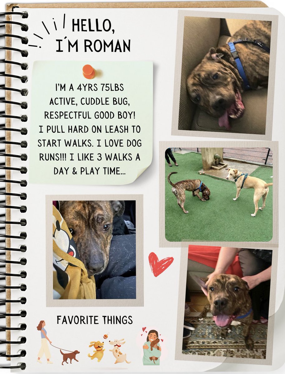 #FosterRoman
Roman is safe w/ a temp #Foster 
But we need someone to open their heart & home long-term

As many of you know Roman was pulled from @ASPCA before his deadline to go to #NYCACC
Ty💜

#ElayneBossler #TailsofJoy is helping with expenses
*DM me if interested @NMBwitched