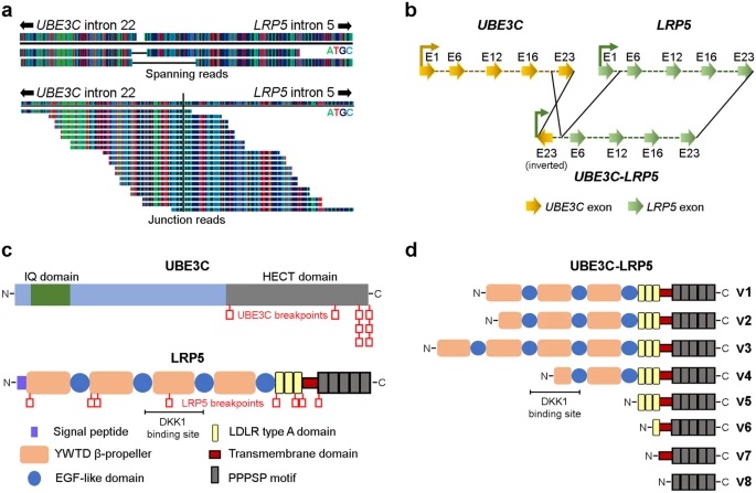 UBE3C-LRP5, novel oncogenic fusion-transcript in oral cancer @ 5.3% in Indian & 1.2% TCGA patients. Kudos to @dbhaskarjnv & Ashwin Butle in collab with Dr. Sudhir Nair! Pyrv' pamoate, an FDA approved dewormer, targets this fusion. A potential game-changer! nature.com/articles/s4169…