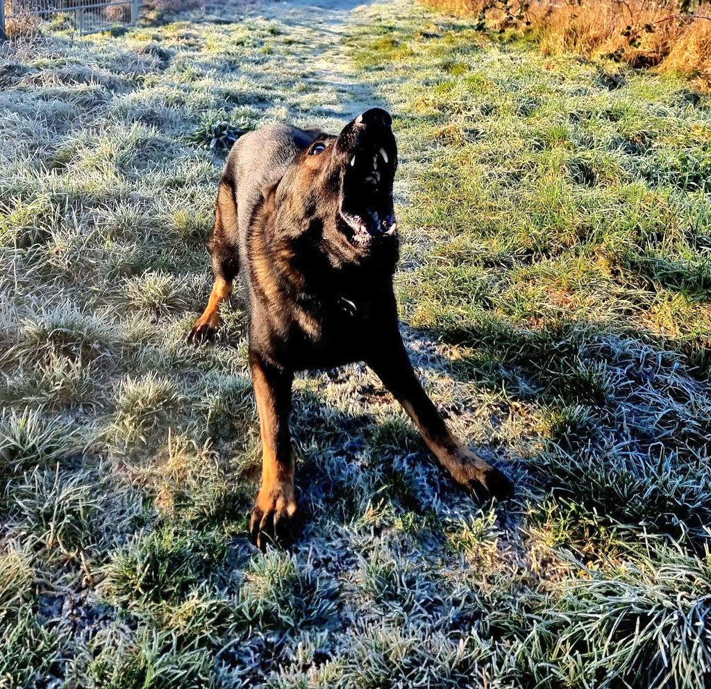 PD Bertie deployed to King's Cross Station yesterday afternoon after a male made the mistake by running from @BTP officers onto the tracks & into the tunnels. Team PD Bertie deployed their tracking skills & located him on the tracks. Male was swiftly arrested by @BTPOSU 🐶🐾