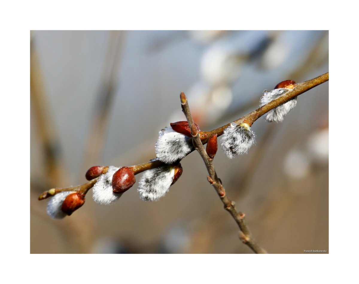 Słonce zrobiło swoje, po porannym szronie nie ma już śladu. Zostały po nim tylko krople wody i... wiosna :-) / The morning frost is gone. All that's left of it are drops of water and... Spring :-) (1) *

#NatureforSunday #Polesie #Poland #catkins #naturephotography #ThePhotoHour