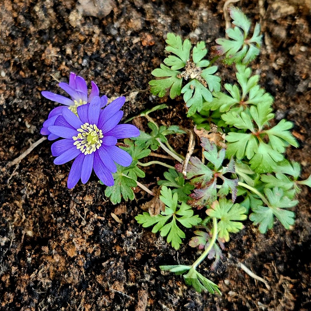 İyi akşamlar.
Bu güzel doğadan.