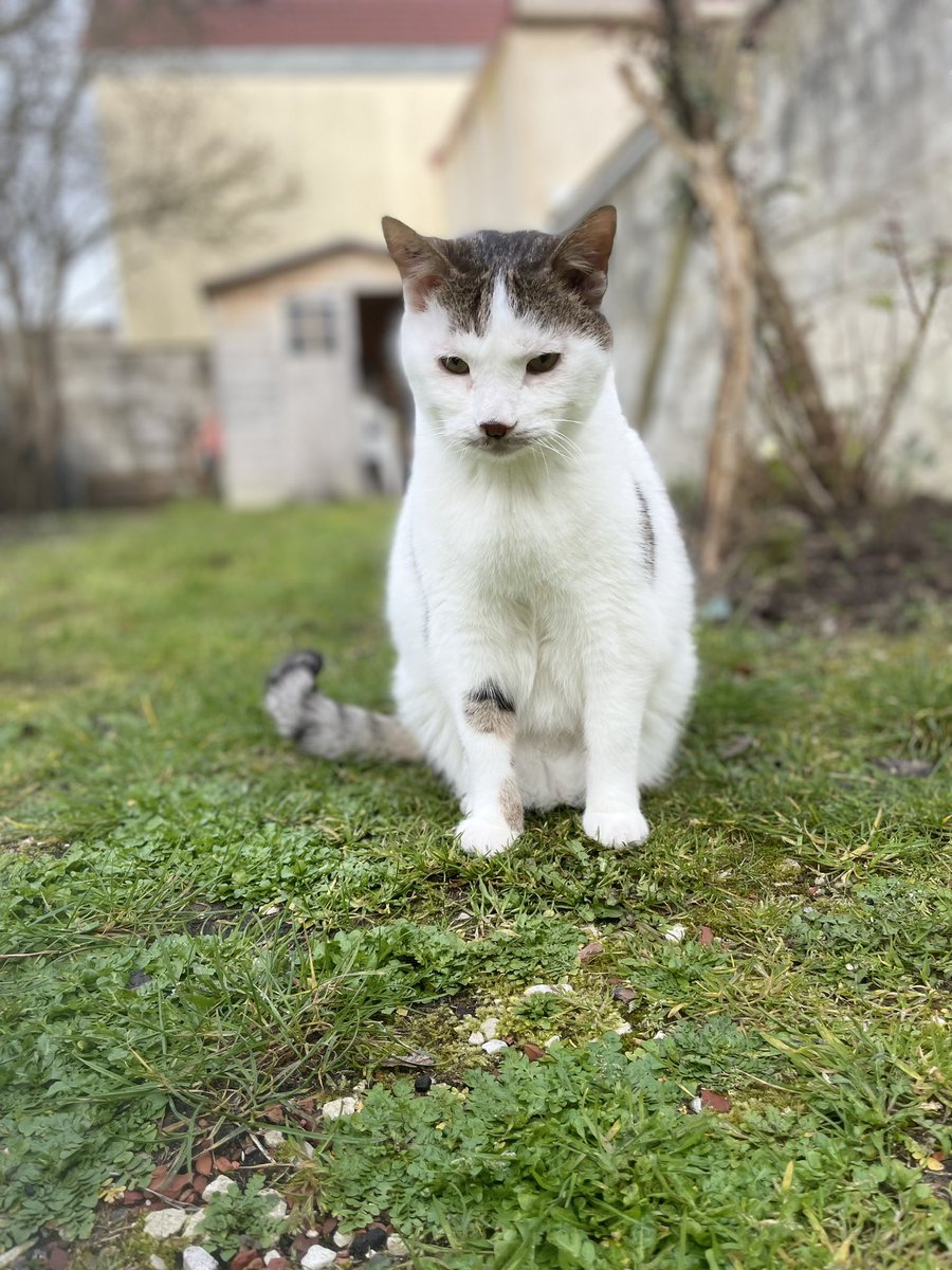 histgeoblog's tweet photo. Chats de jardin #Cotoreplechat et #Michto https://t.co/O2HdOXzdLr