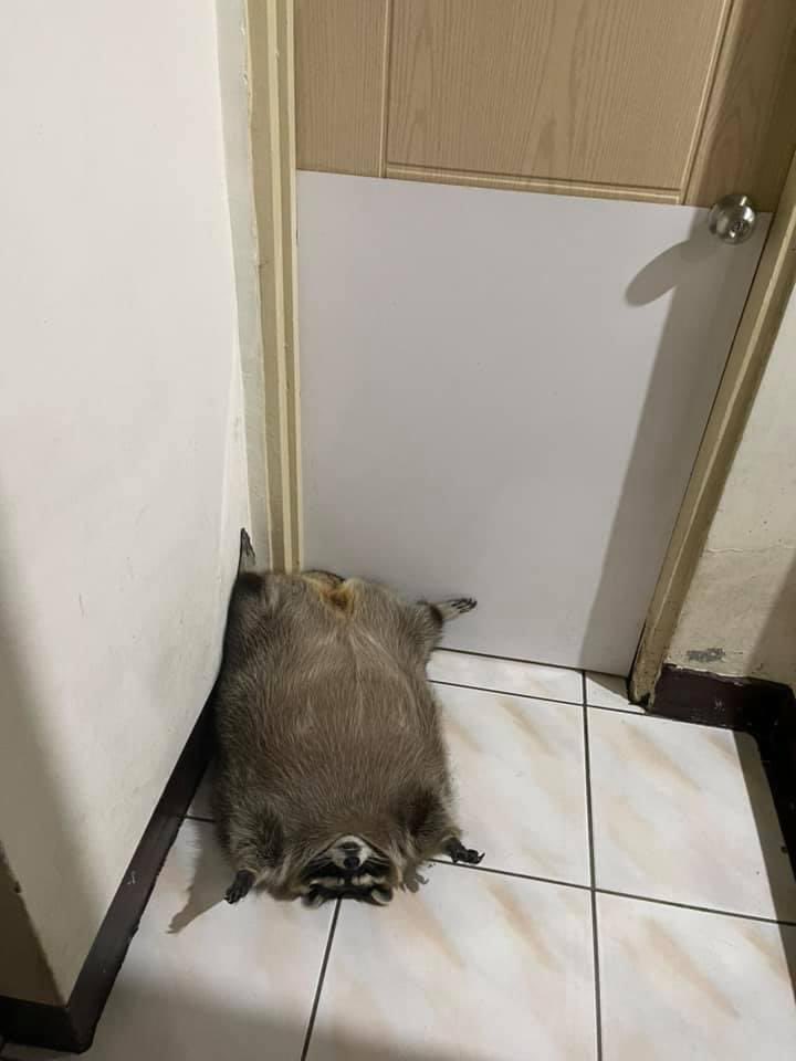 Raccoons Hourly (@raccoonhourly) on Twitter photo 