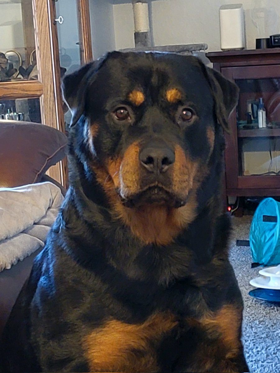 roccomom13's tweet photo. @JamesLe28908935 @SweetLu64440015 Not scary at all says Gus https://t.co/b5v8erE7uw