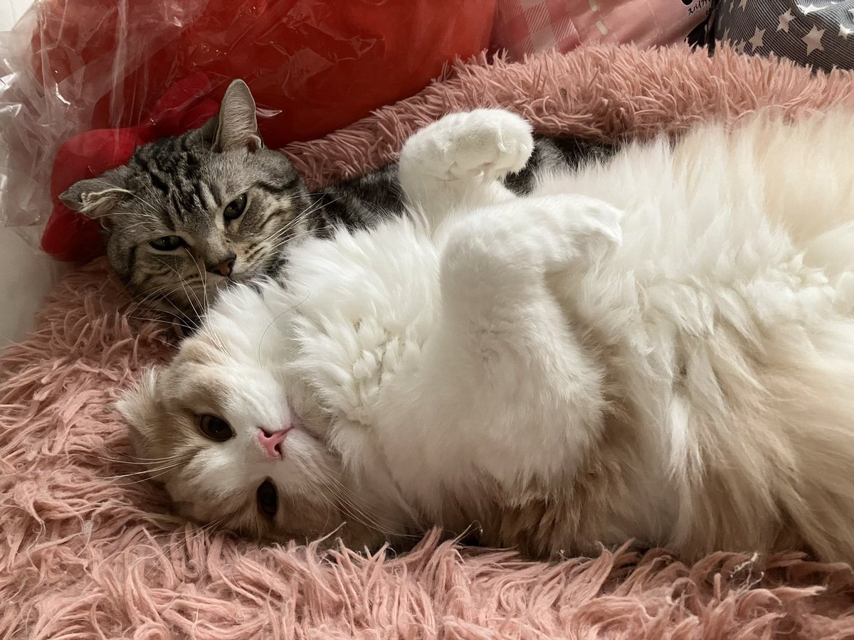 Sakura_Noelle's tweet photo. もっふもふ🐈💭
🐈‍⬛＜場所取りすぎやろ(￣･ω･￣)

 #猫
 #猫のいる暮らし
 #アメショ
 #スコティッシュフォールド https://t.co/I7H0EPZxkU