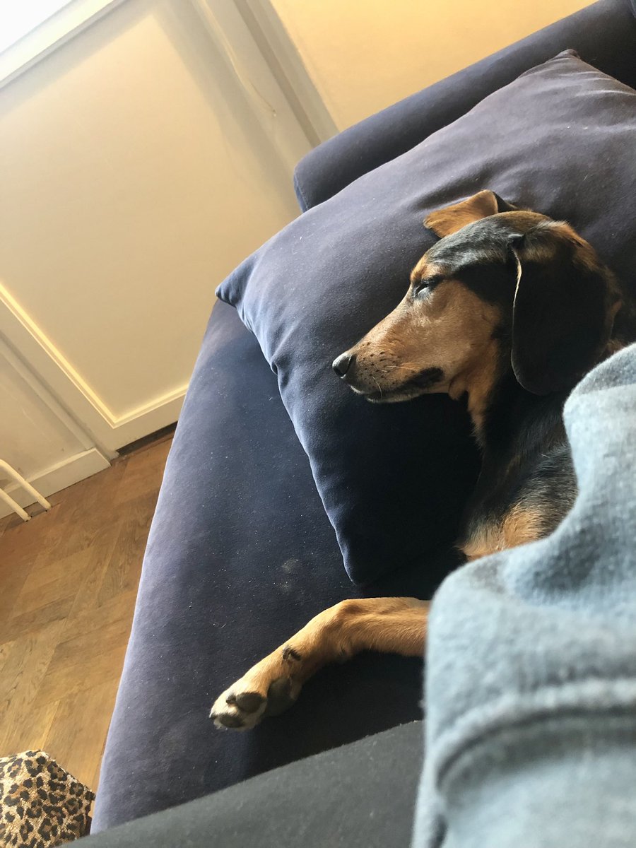 Bennys huvud på kudden 😍