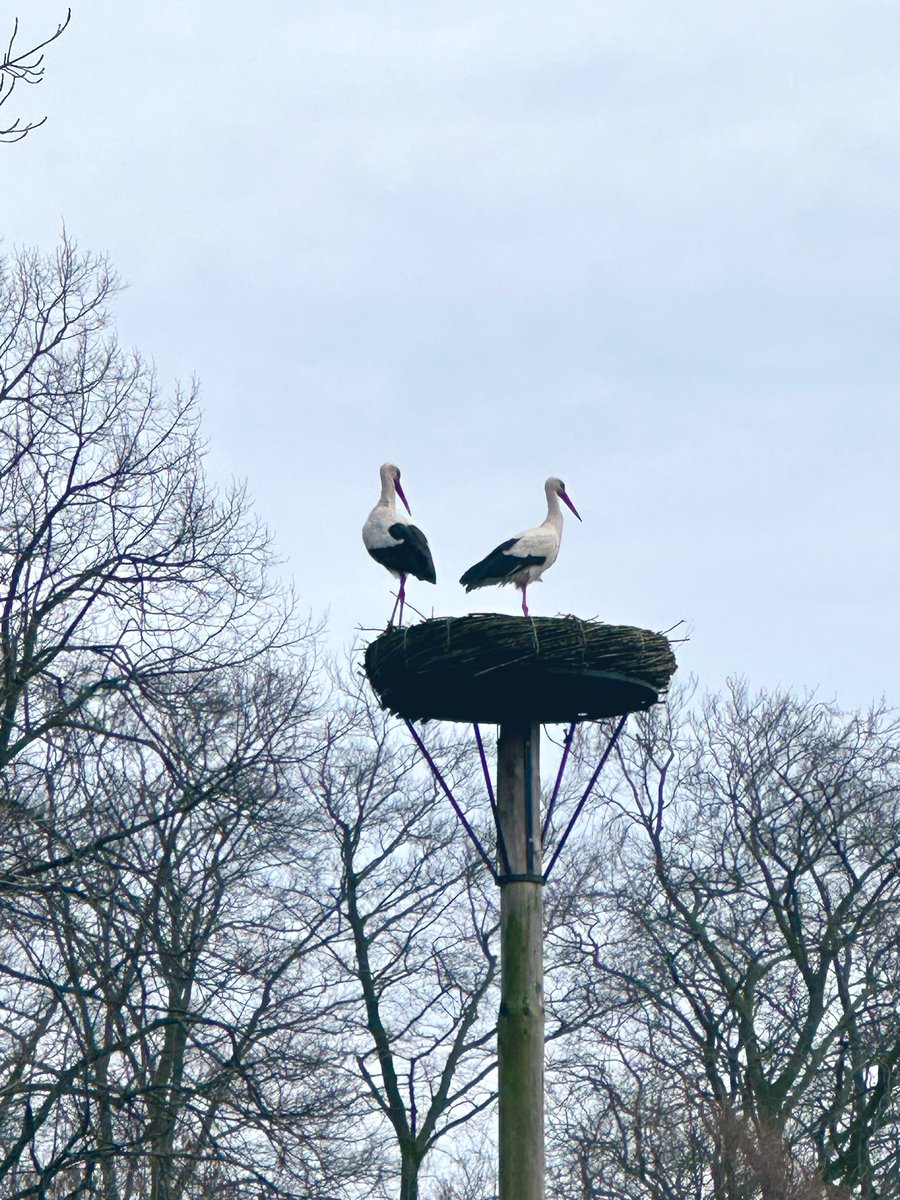 Zo leuk, de ooievaars zijn weer terug in Park Oog in Al 😍 #utrecht #ooievaar
