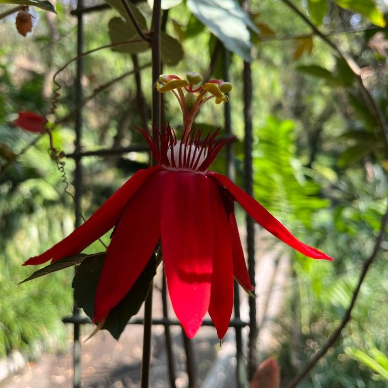 ¿Ya viste las flores de la pasión?
Conoce más 👉 bit.ly/4ckZGp9
#arboretumufm #UFM #noticiasufm