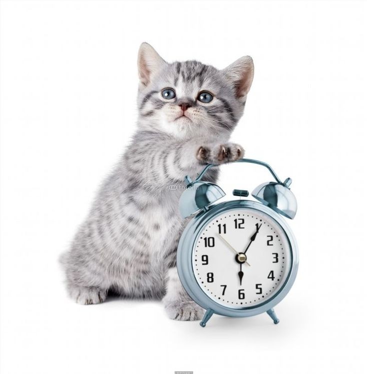 #DaylightSavingTime 
#kittens
#cats