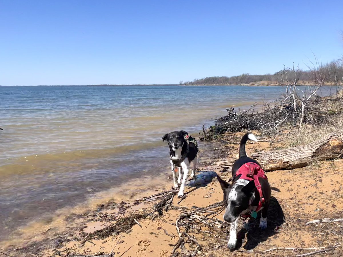 messimilodog's tweet photo. Lake Ray Roberts 🏕️ 🌞 https://t.co/7GDGvPDmy0