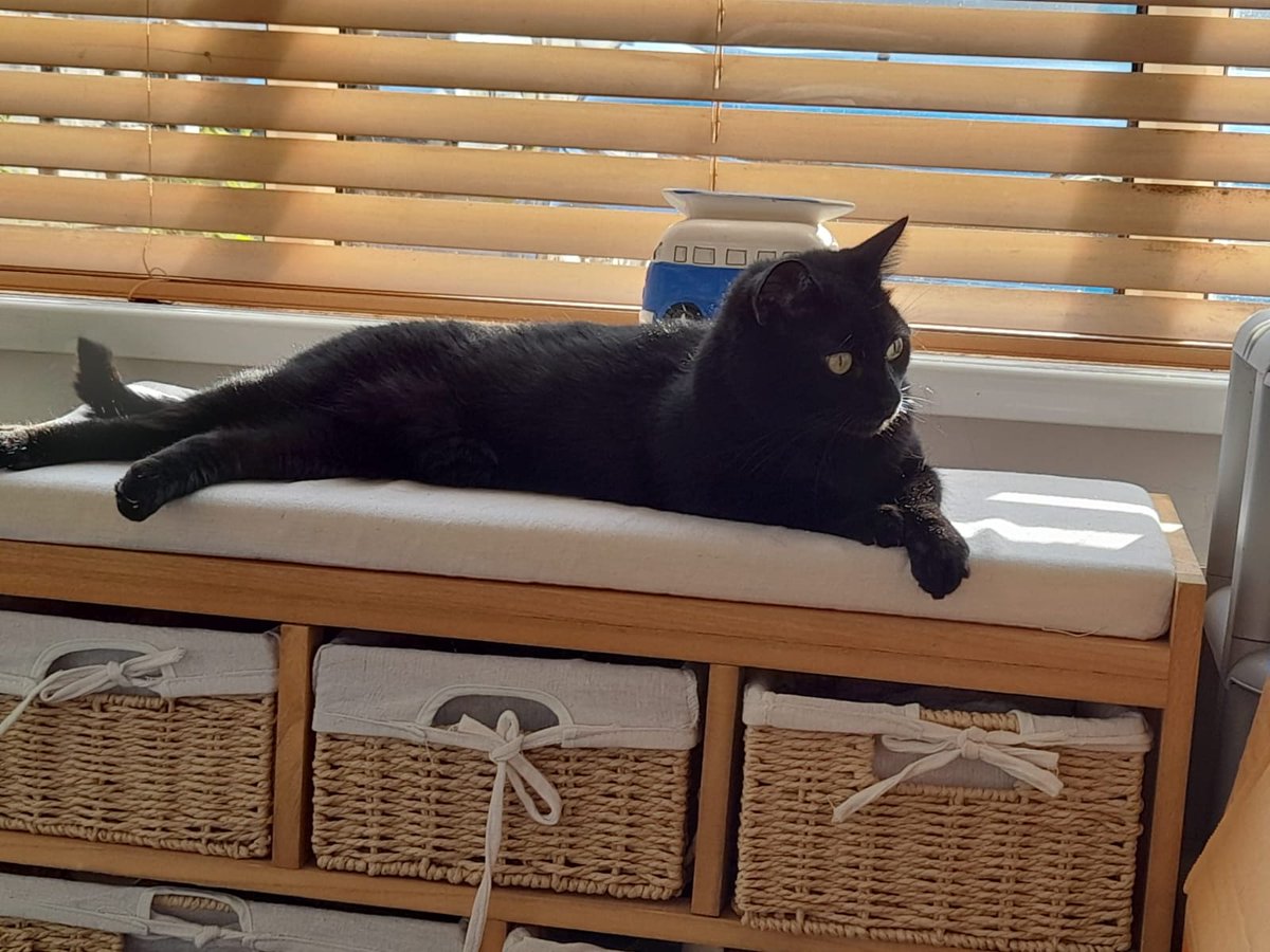 heatherfield29's tweet photo. @SusanCalman my mums cat diamond please can Diamond be your #catoftheday https://t.co/BbhtYAJ6lc