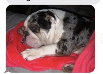#LOST #DOG BLAKE * VERY SCARED
Adult #Male #Bulldog Wearing a Julius Harness  
NERVOUS so Likely to hide
#Missing from Jubilee Centre Green #BradleyStoke #Bristol  #BS34 South West
Sunday 10th March 2024 
#DogLostUK #Lostdog #ScanMe 

doglost.co.uk/dog/190931