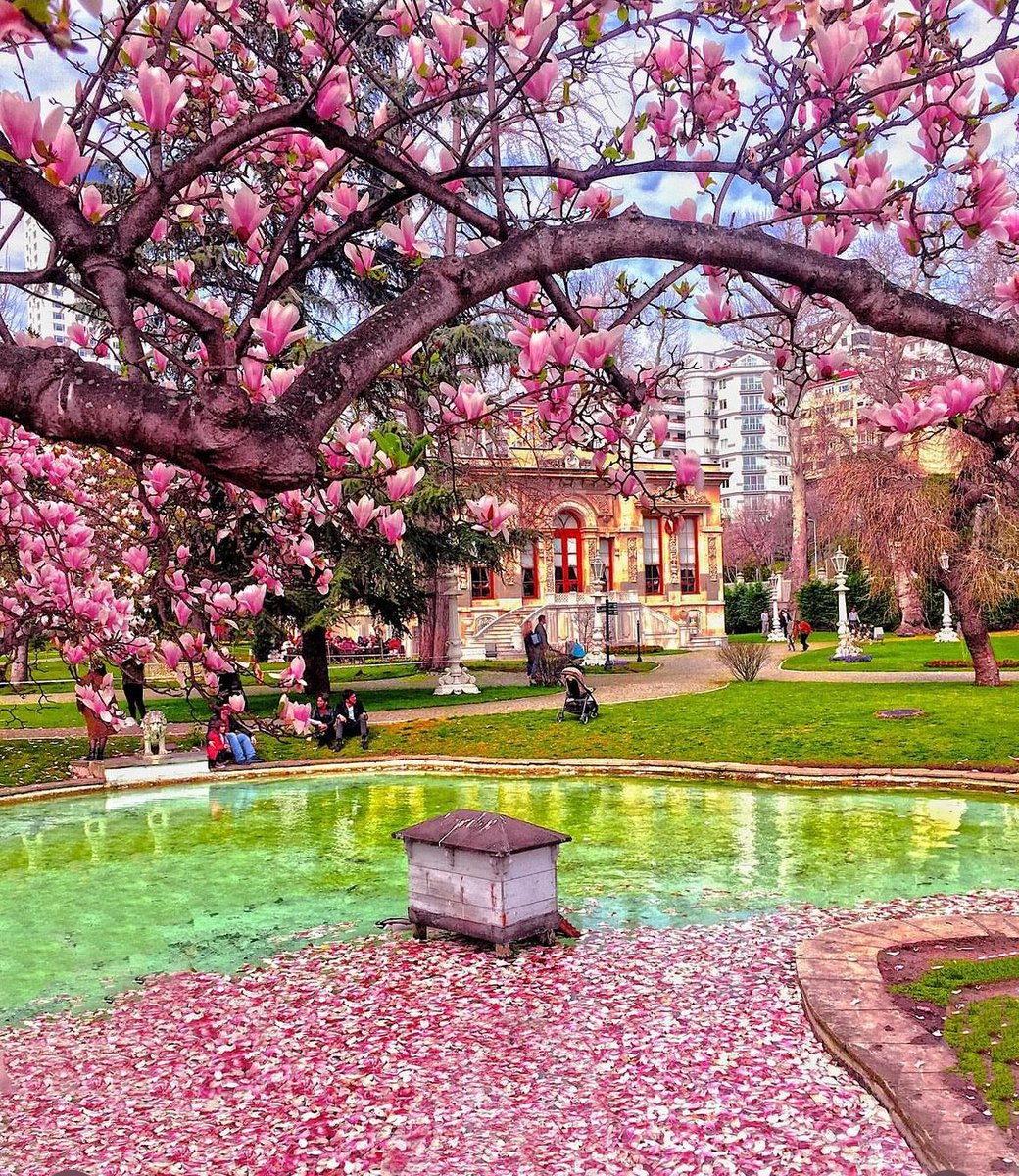Ihlamur Palace, Istanbul, Turkey 📸: Mustafa Tayfun Özcan #Turkey🇹🇷 #istanbul #ıhlamurkasrı #besiktas #magnolia #magnoliatree #manolya #ihlamurpalace #istanbullife #flowers #spring #architecture #traveling #travelphotography