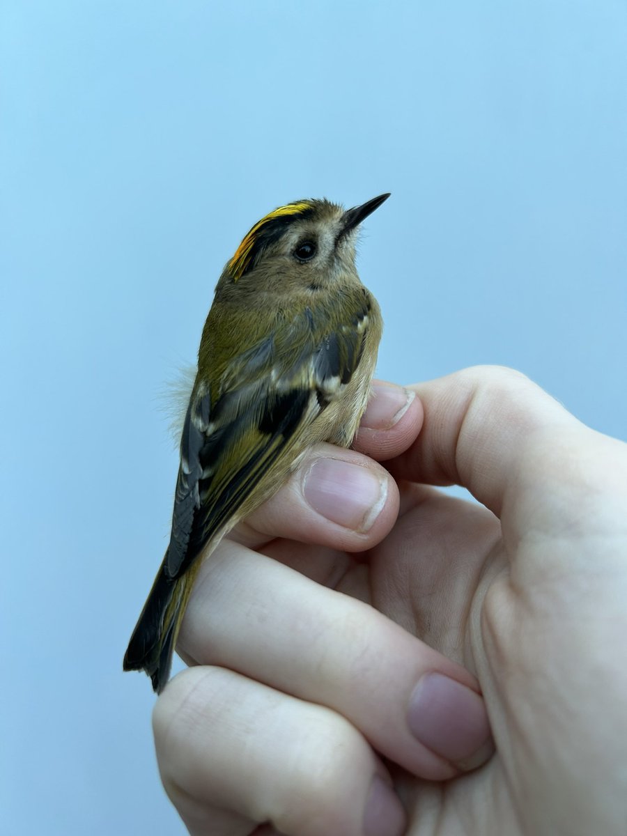 Beautiful Male Goldcrest caught & ringed in @DavidasWilko’s parents’ Chelmsford garden yesterday. Weighing in at an impressive (for a Goldcrest!) 5.9g, it’s seemingly readying itself to move back to the continent where many return to breed. #BirdRinging