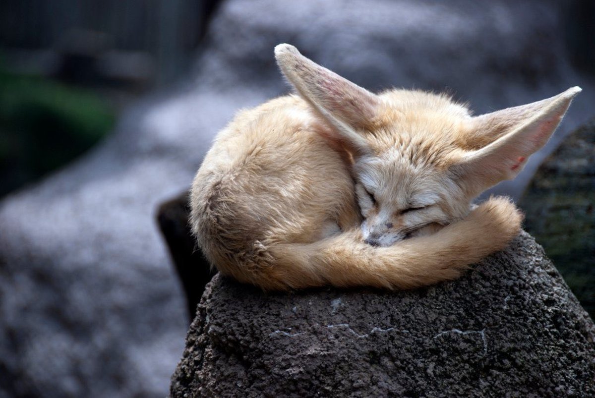 spacenanimals! tweet media