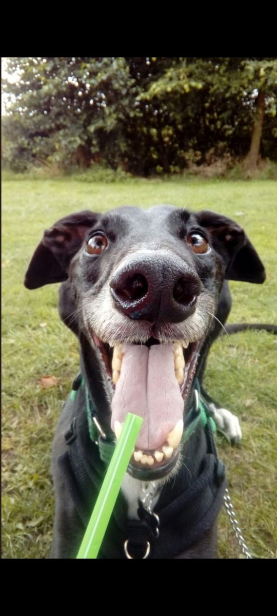 CreakycrankAdam's tweet photo. Frazer loved hounds day #Crufts https://t.co/eZdKeWJbhb