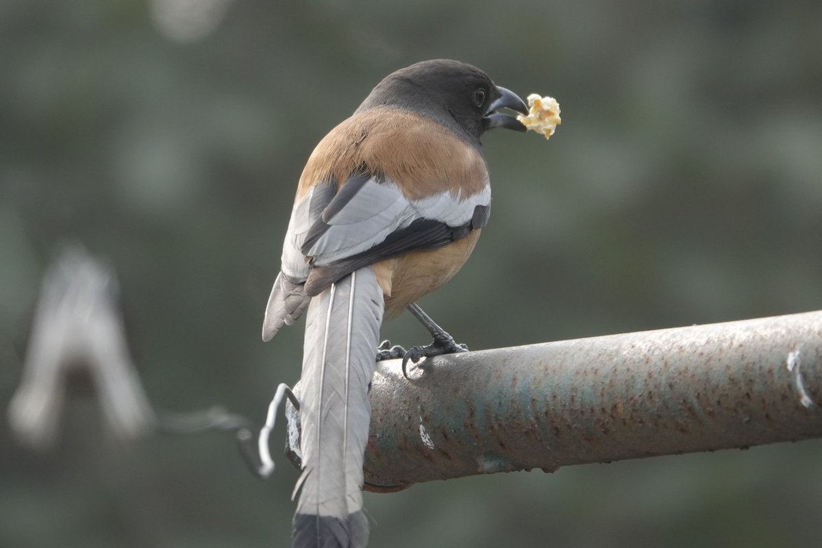 Neerajaya_jn's tweet photo. Many moods of Rufous Treepie #birding #BirdsOfTwitter #BirdsSeenIn2024 #BIRDSTORY #indianbirds #IndianSpring @IndiAves #indiaves #weekendmood https://t.co/hjCGW3JySu