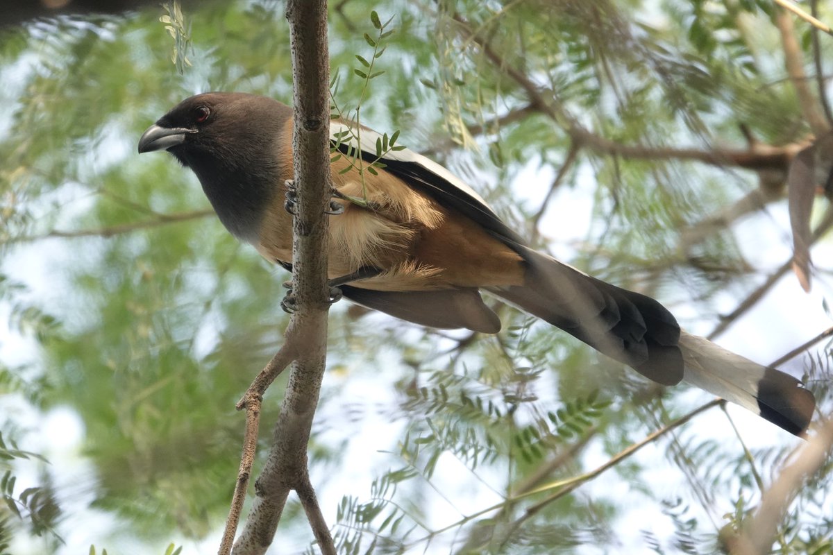 Neerajaya_jn's tweet photo. Many moods of Rufous Treepie #birding #BirdsOfTwitter #BirdsSeenIn2024 #BIRDSTORY #indianbirds #IndianSpring @IndiAves #indiaves #weekendmood https://t.co/hjCGW3JySu