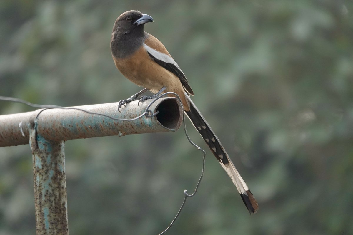 Neerajaya_jn's tweet photo. Many moods of Rufous Treepie #birding #BirdsOfTwitter #BirdsSeenIn2024 #BIRDSTORY #indianbirds #IndianSpring @IndiAves #indiaves #weekendmood https://t.co/hjCGW3JySu