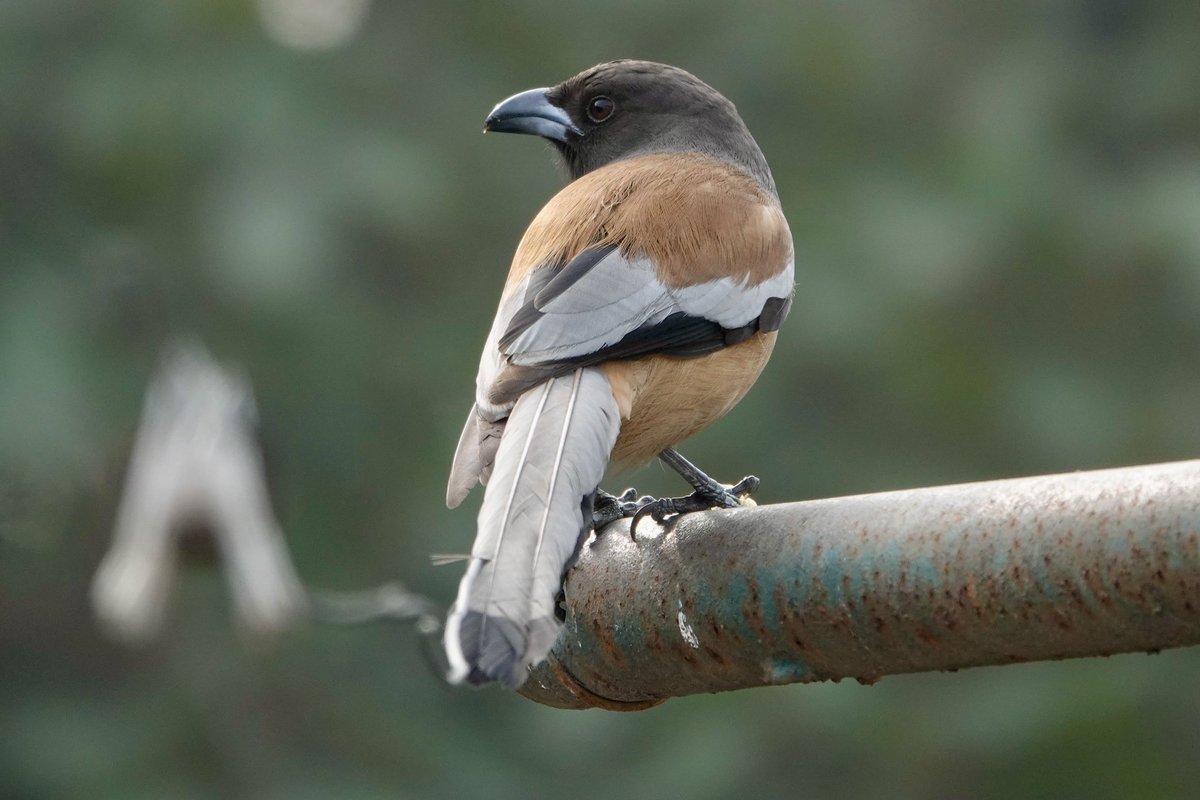 Neerajaya_jn's tweet photo. Many moods of Rufous Treepie #birding #BirdsOfTwitter #BirdsSeenIn2024 #BIRDSTORY #indianbirds #IndianSpring @IndiAves #indiaves #weekendmood https://t.co/hjCGW3JySu