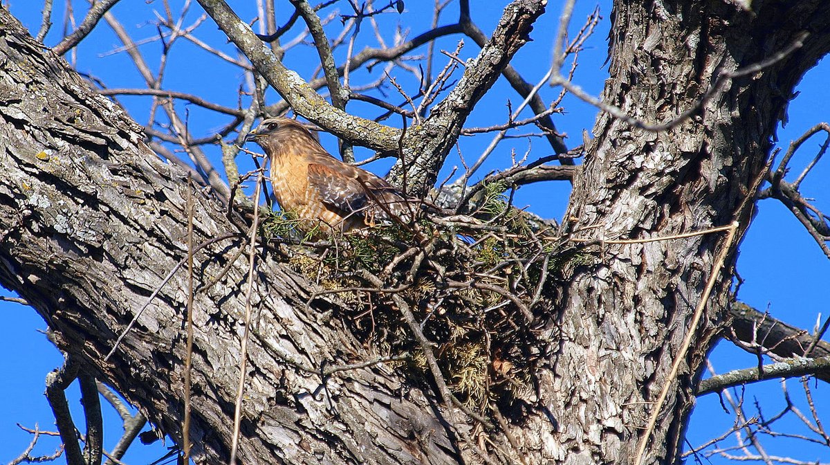 kala61857's tweet photo. I Smell Squirrel
Squirrel left right after I took a photo of it in the nest. 6 minutes after the squirrel had left, a hawk was back in the nest
Red-shouldered Hawk on Nest (Buteo lineatus)
https://t.co/HfGYssPMYc
#hawknest #wildlifephotography #raptor #birdofprey #nature #birding https://t.co/agFEB9HI7K