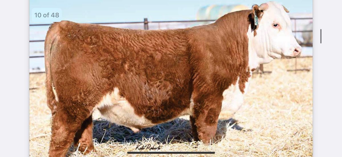 MoYield's tweet image. New herd sire 3013- Top 5% in 9 categories. Excited to see the progeny going forward. Owned with Oleen Bros (Dwight, KS).