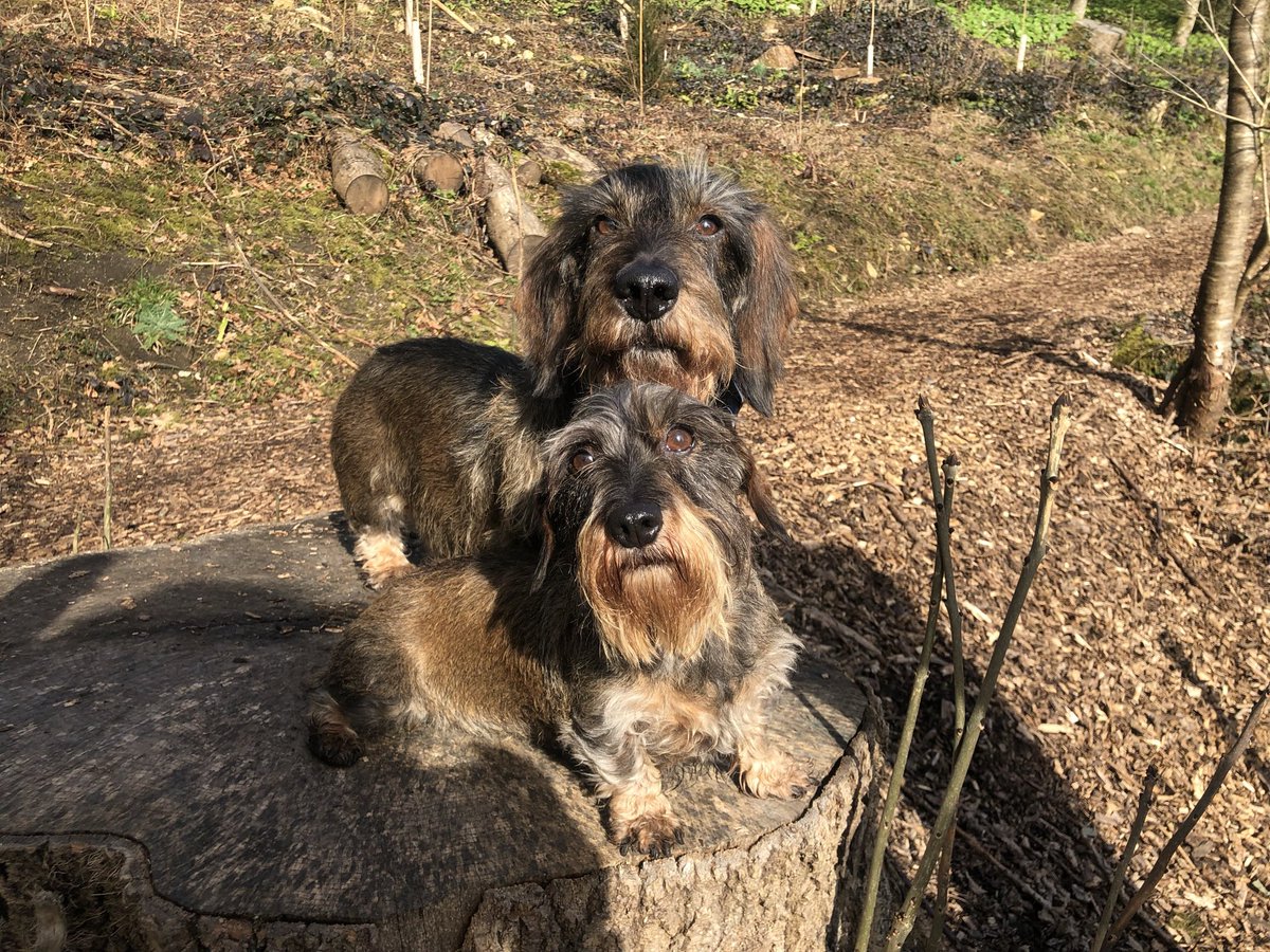 l3ethanyG's tweet photo. #CruftsScreen missing our sausages back home, but enjoying today! 🐾 https://t.co/jsXtKYVQDj