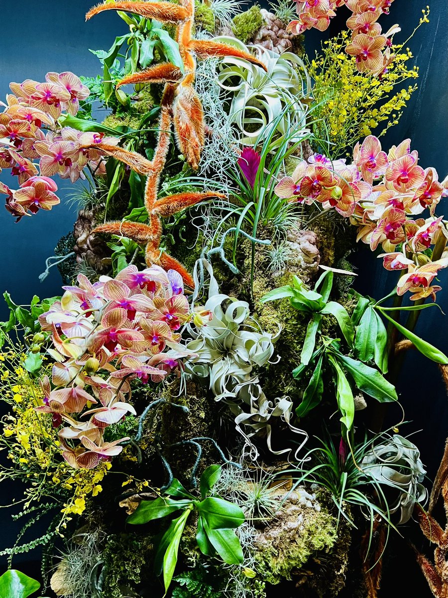 The Philadelphia Flower Show is filled with mind-bending plants and flowers and with 250,000 attendees is a good example of why cities everywhere should deprioritize corporate subsidies for sporting events and instead promote the horticultural arts and green/urban spaces. #ferns