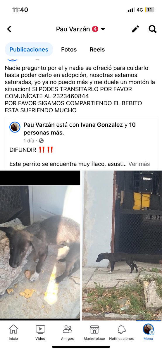 pauvarzan's tweet photo. LUJAN ‼️‼️ POR FAVOR COMPARTIR NECESITAMOS TRÁNSITO PARA ESTE CACHORRITO
Lo están matando de hambre y está muy asustado https://t.co/n3L3Uv8uLY