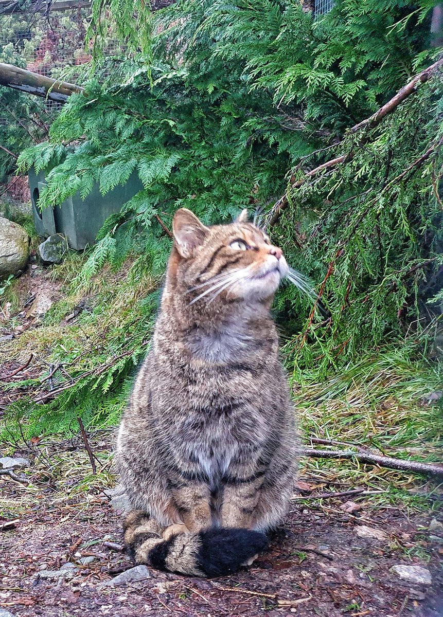 Happy Mother's Day to the wildcats in our off-show conservation breeding for release centre 🎉 While we're still waiting for kittens to be born this year, we're celebrating Droma, Morag, Fruin, Fian, Margaret, Torr, Skye and Nell who could potentially be mums in a few weeks 🐾