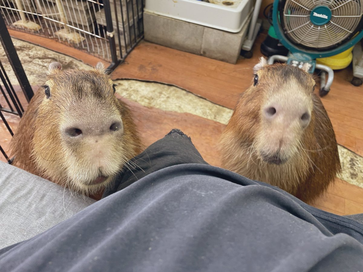 If you just want to see capybaras, you can visit them all over Japan and around the world. Our capybaras at Capybara Land is the only one in the world that you could touch with their heart. Anyone can understand this by looking into our capybara's eyes. We're regularly closed on