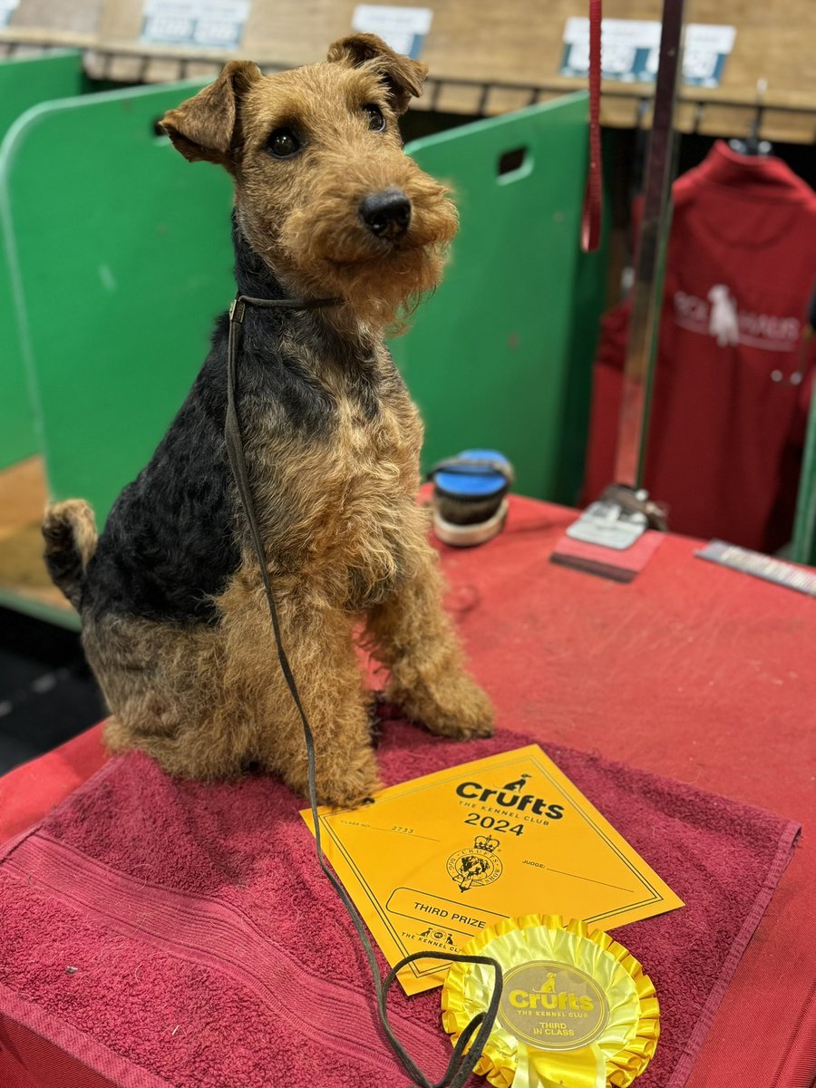 DavidWilding271's tweet photo. Beautiful Bonnie @ChukkaBennett winning third in her class at Crufts today! https://t.co/tqdwgh0mMK