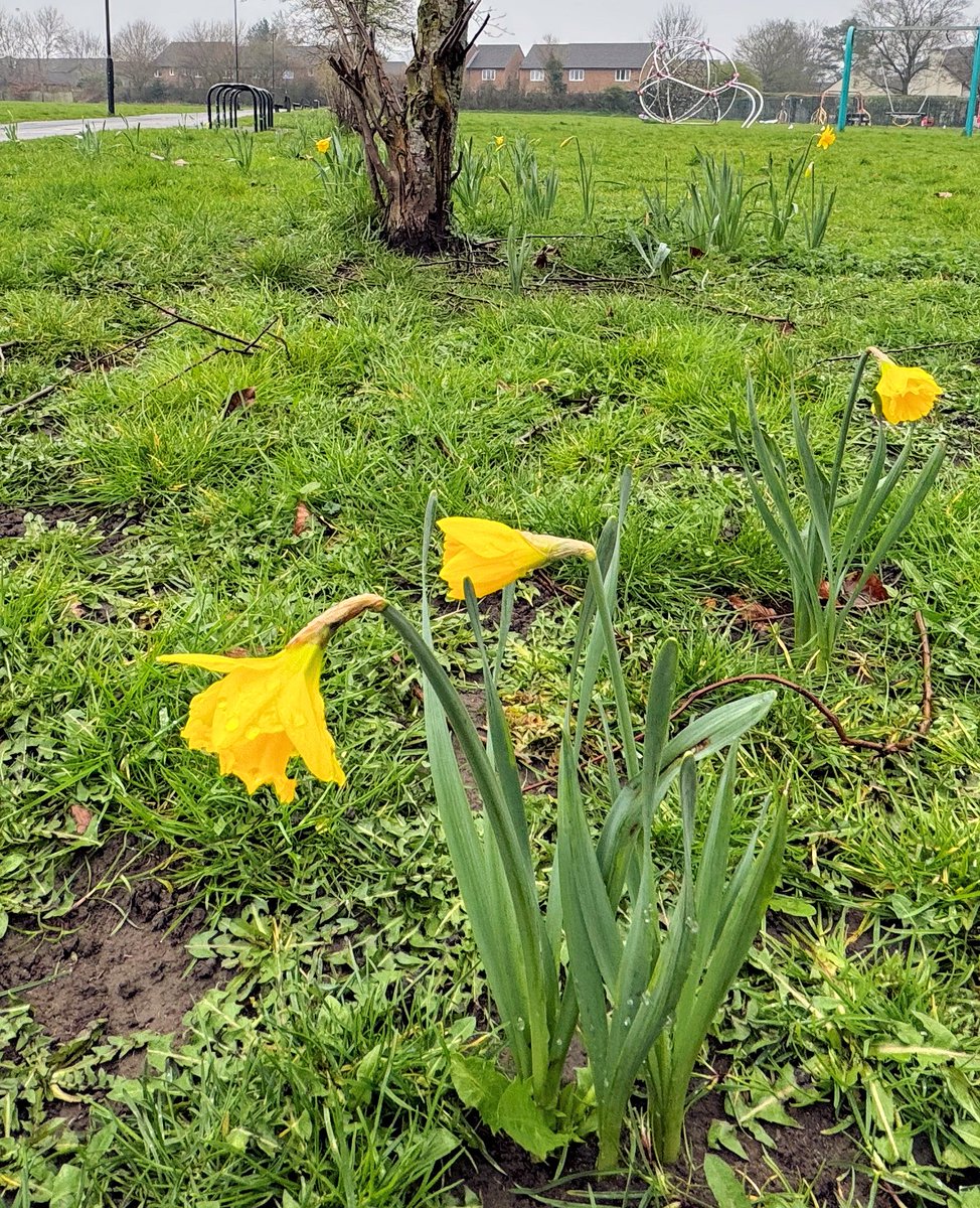 Pleased to see that some of the daffodils we planted - with the help of <a href="/GoodGymYork/">GoodGym York</a> - in the autumn are coming through on Chesneys Field. Been a bit of a struggle this spring because of the waterlogged conditions, but we expect that they will spread gradually over the years