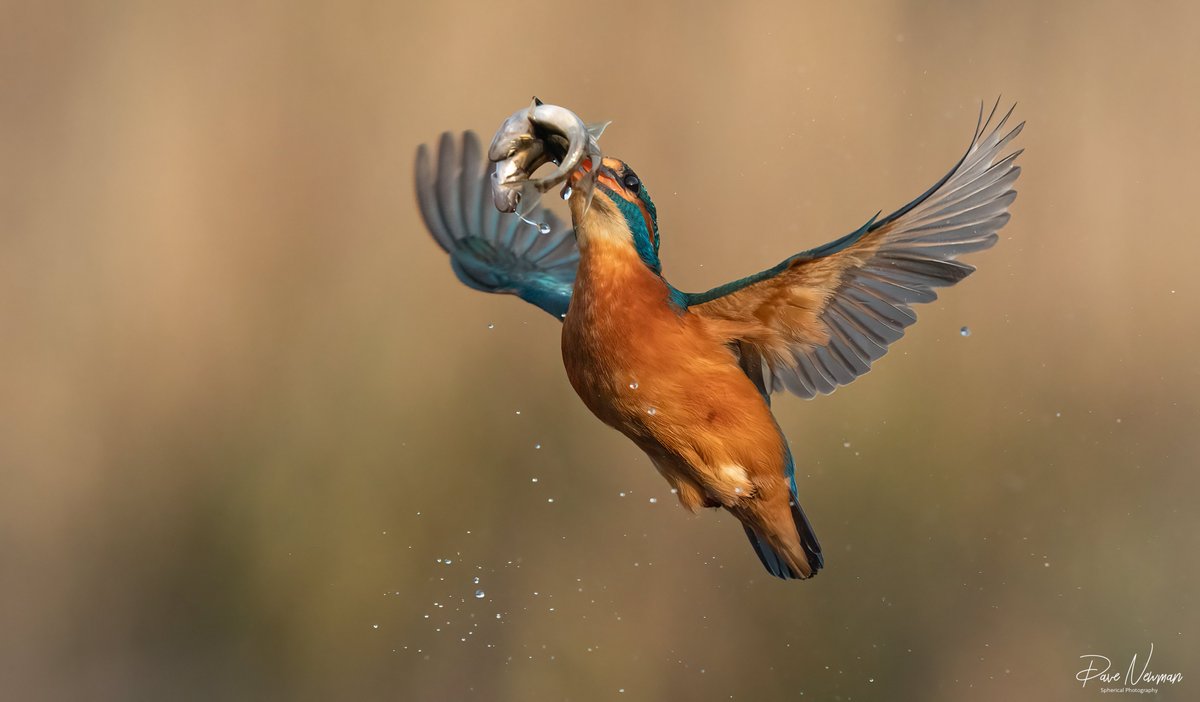 The Kingfisher with a double grab of breakfast. #kingfisher #TwitterNaturePhotography #TwitterNatureCommunity #birds #bird #birdphotography #nature #wildlife #sonyalpha @SonyUK #lincolnshire #passion #water #wildlifephotography #NatureBeauty #fishing #NaturePhotograhpy