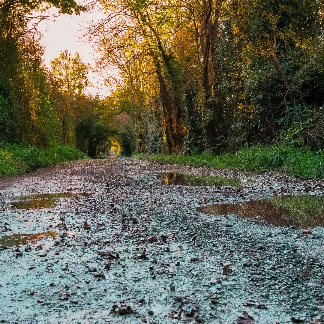 The Coal Road
#beautiful
#nature
#FallenTree
#AutumnVibes
#ForestWalk
#NaturePhotography
#WoodlandBeauty
#TreeLovers
#FallenBeauty
#AutumnScenery
#NatureWalk
 #WoodlandWonder
#coal
#coalhistory