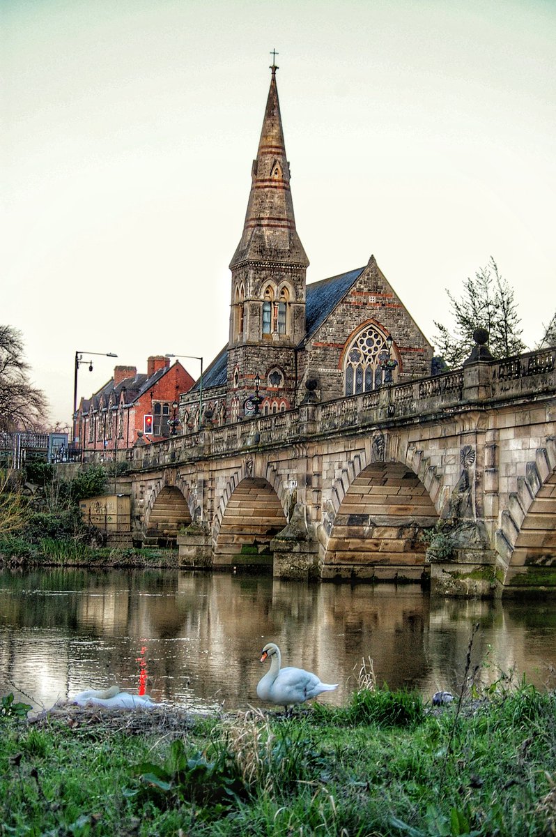 The swans nesting last year #Shrewsbury