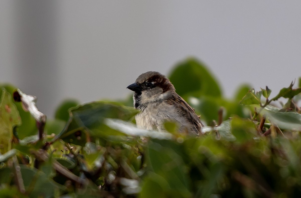 #SparrowSunday #TwitterNatureCommunity #TwitterNaturePhotography