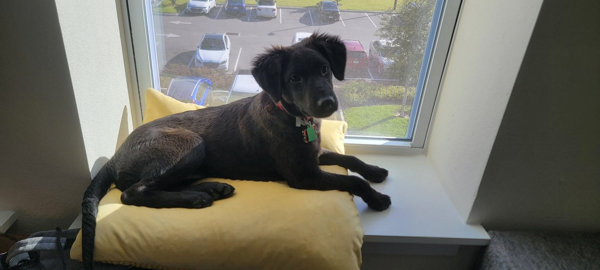 Mrphy_19's tweet photo. Lyla 🐾 #poochpics @alexxpowers https://t.co/1qREpyuL05