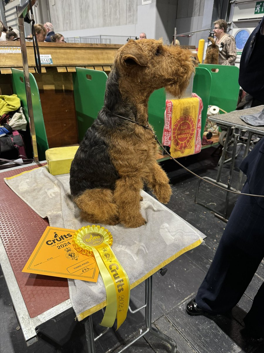 Flynn @FlynnTheWelsh and Nigel @ChukkaBennett having their moment in the ring today at Crufts!