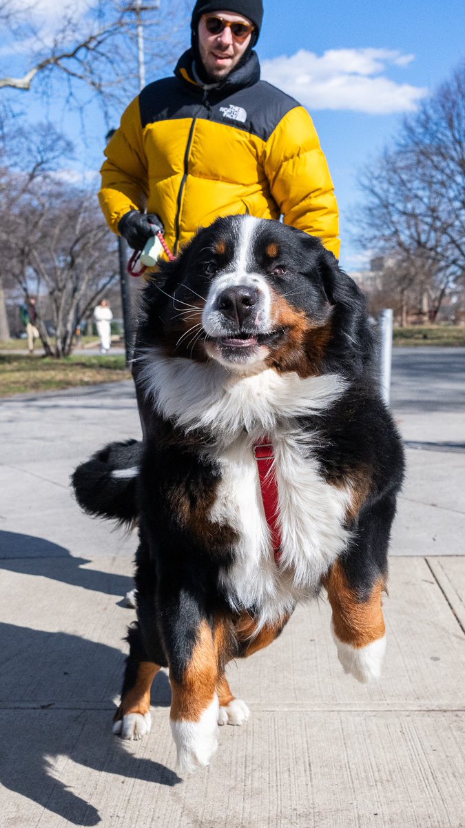 thedogist's tweet photo. Butter, Bernese Mountain Dog (1.5 y/o), McCarren Park, Brooklyn, NY • “Everything’s better with Butter. He’s been waiting for his day to meet you because you met Mateo once upon a time, and you called Mateo the mayor of McCarren Park. Butter’s been running for mayor ever since.” https://t.co/2QWY1WVAuI
